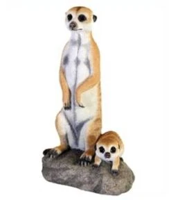 Erdmännchen Stehend Und Liegend